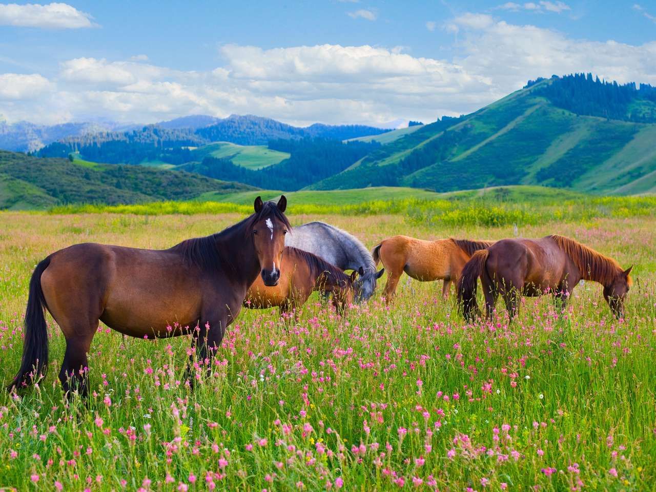 Табун лошадей пасется на летнем зеленом лугу. онлайн-пазл