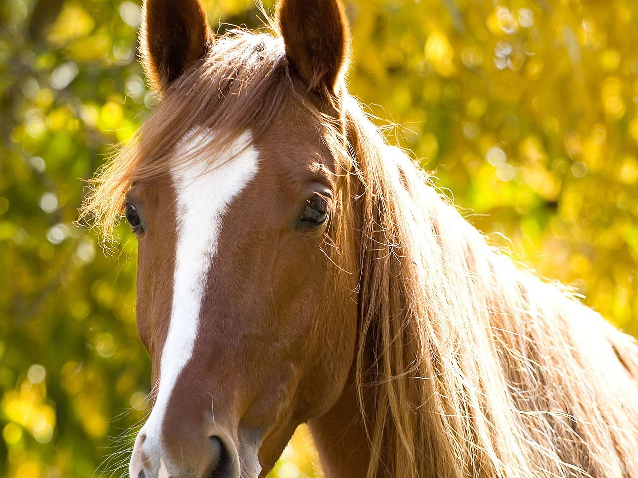 美しい馬のクローズアップビュー ジグソーパズルオンライン