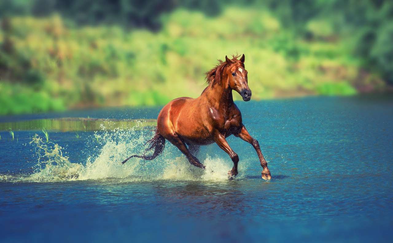 El caballo rojo se está ejecutando a través del lago azul. rompecabezas en línea