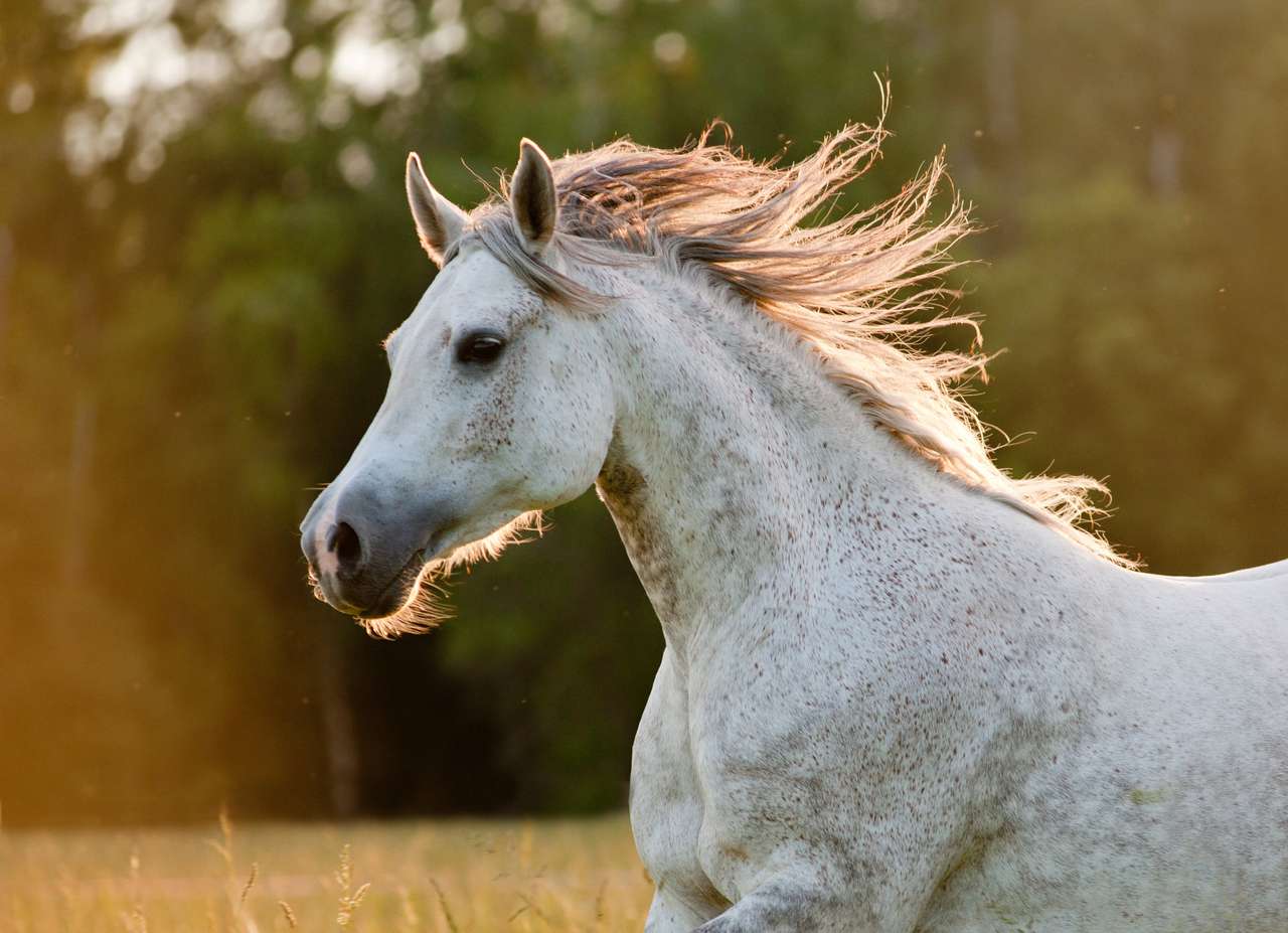Mooi Arabisch paard buiten online puzzel