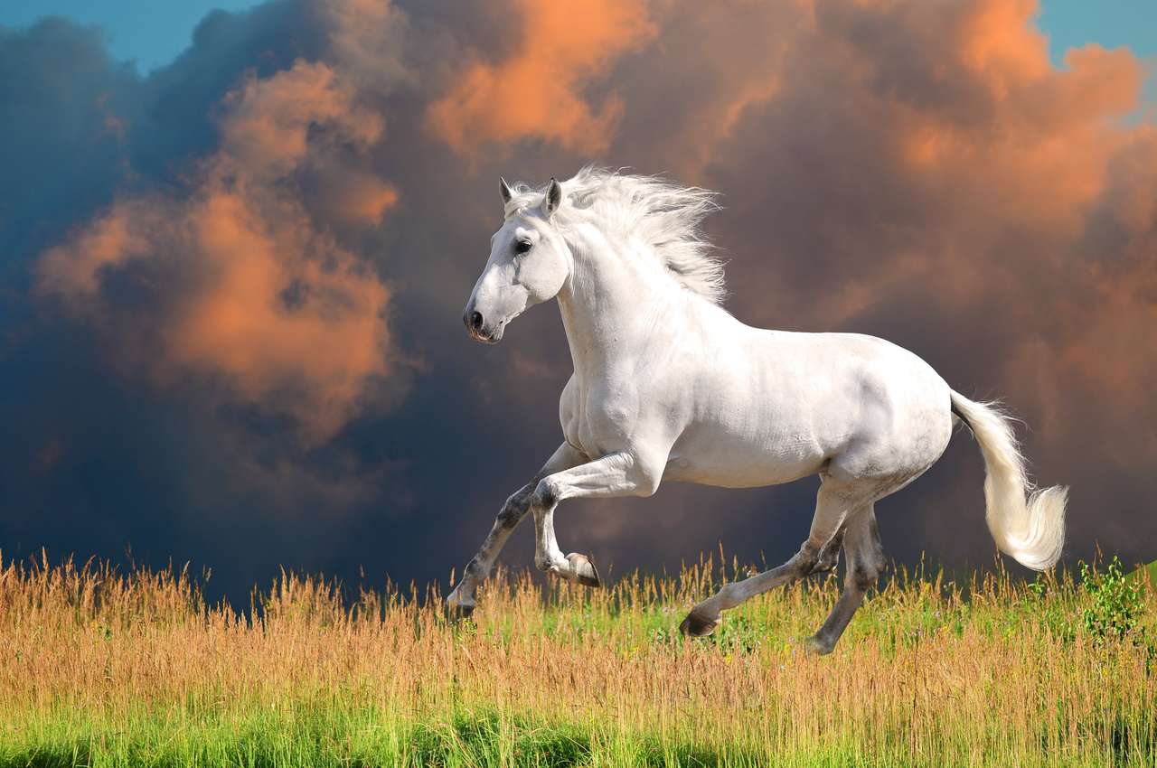 Бял андалусийски кон (PURA RAZA ESPANOLA) управлява галоп през лятото онлайн пъзел