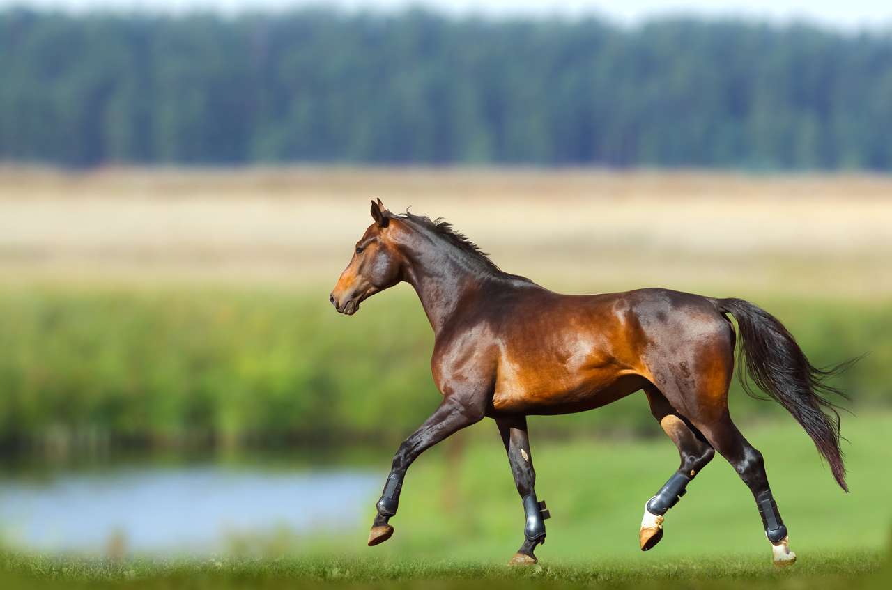 Mladý čistokrevný bay koně školení v létě online puzzle