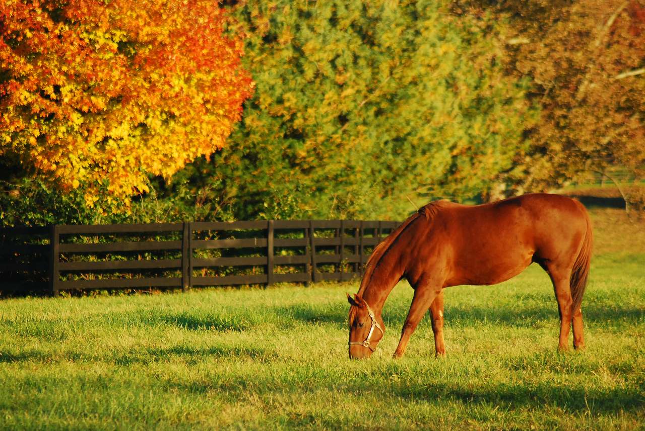 Φθινόπωρο, Χώρα άλογο παζλ online