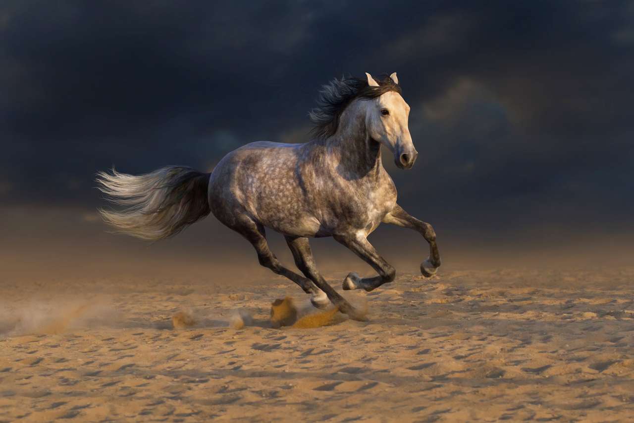 Galope de caballos andaluces grises Galope en el polvo del desierto rompecabezas en línea