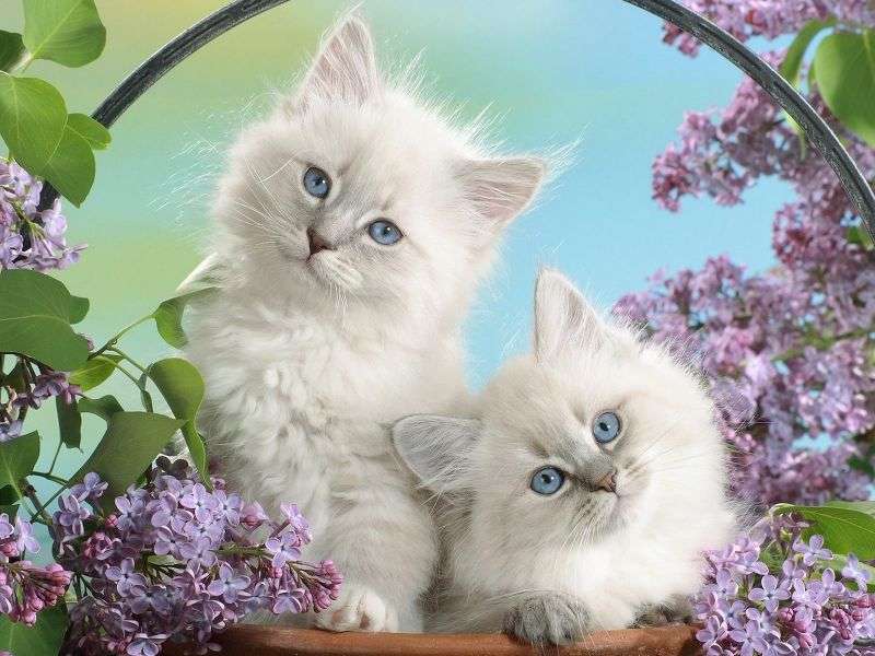 Modré oči koťata skládačky online