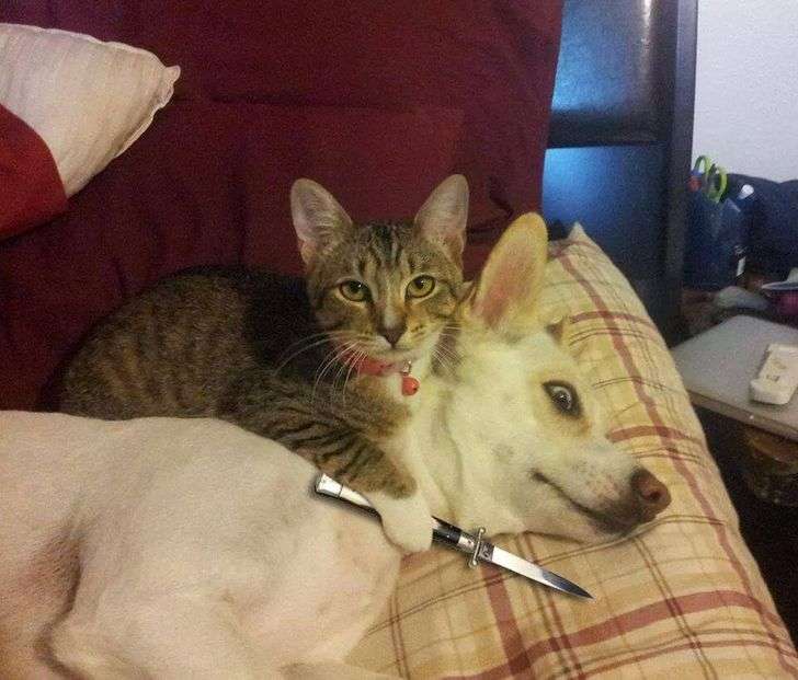 Un gatito queriendo cuidarse de su amiguita perro rompecabezas en línea