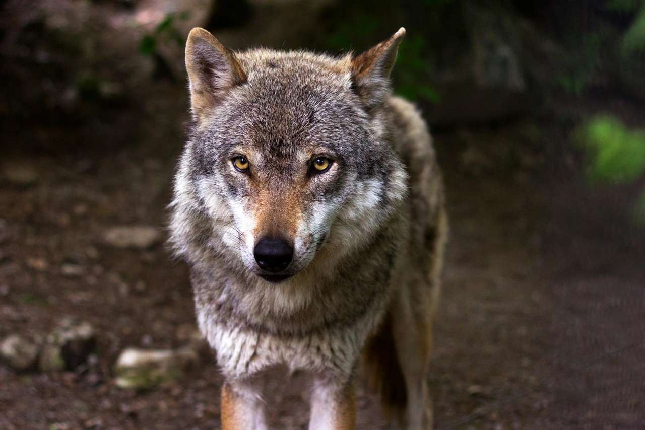 Handsome wolf? online puzzle