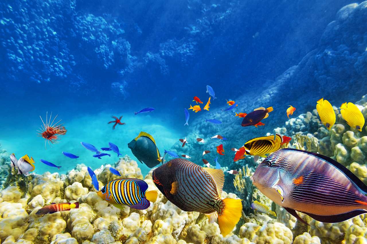 Прекрасен и красив подводен свят с корали и тропически риби. онлайн пъзел