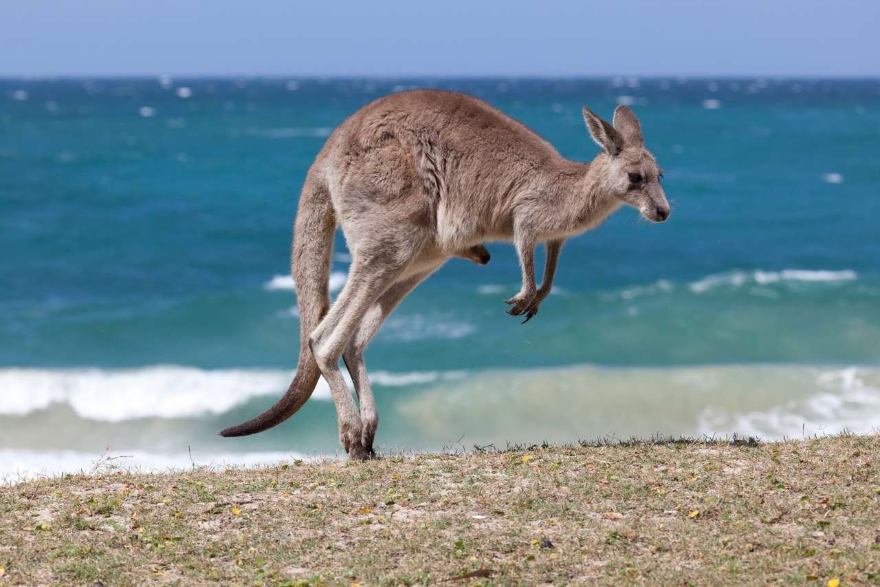 Hoppa röd känguru på stranden, Depot Beach, New South Wales, Australien Pussel online