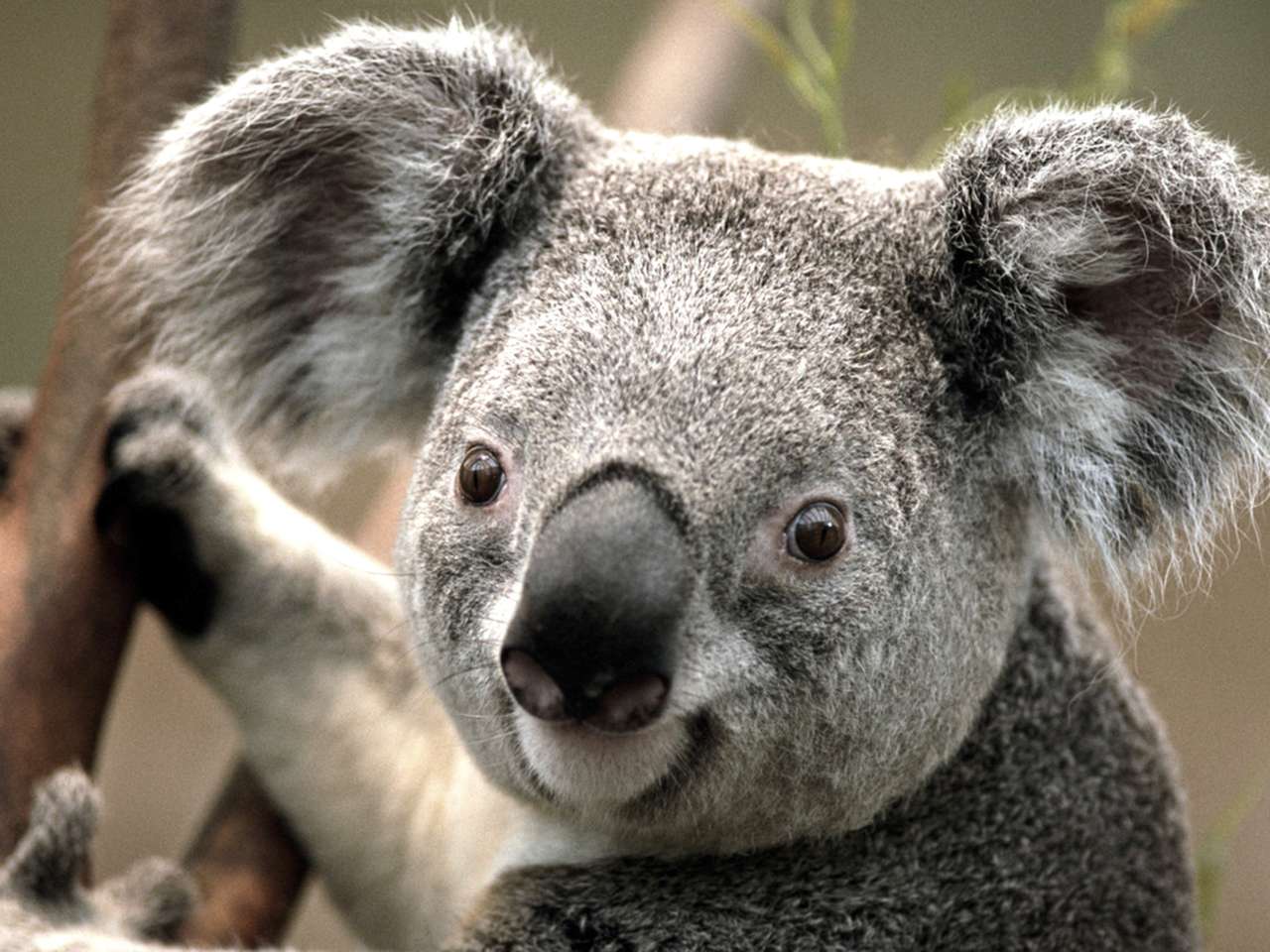 Imaginea de închidere a unei koala care ține pe trunchiul copacului jigsaw puzzle online