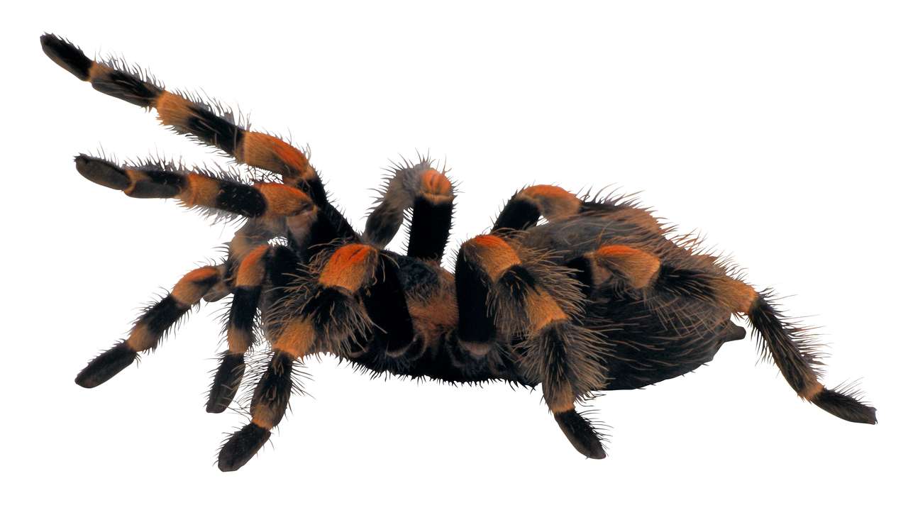 tarantula legpuzzel online