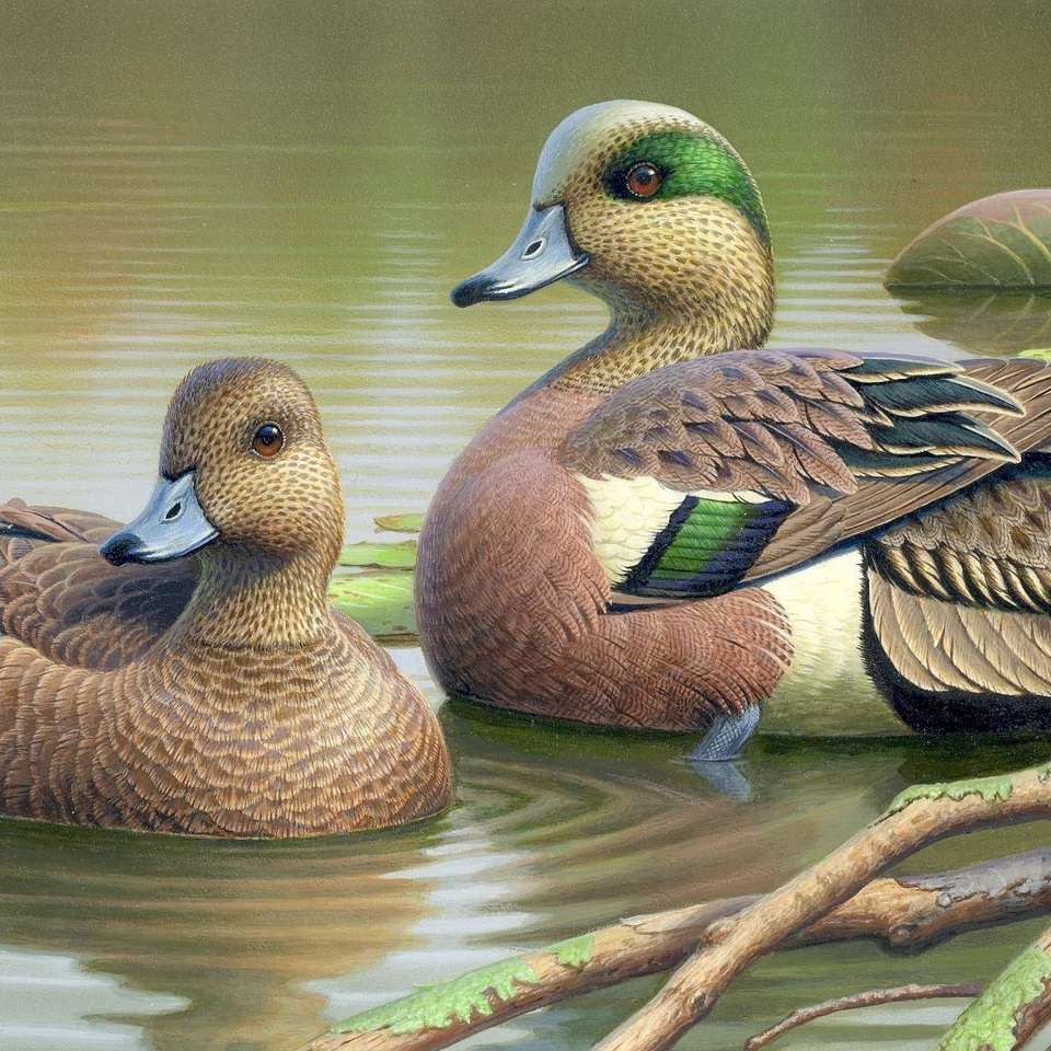 Wilde Enten auf einem Teich Puzzlespiel online