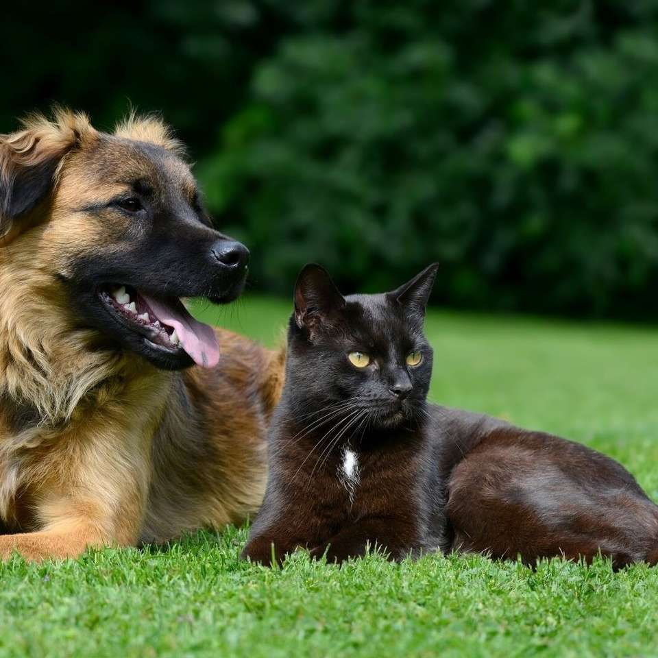 Hund med en katt på gräset Pussel online