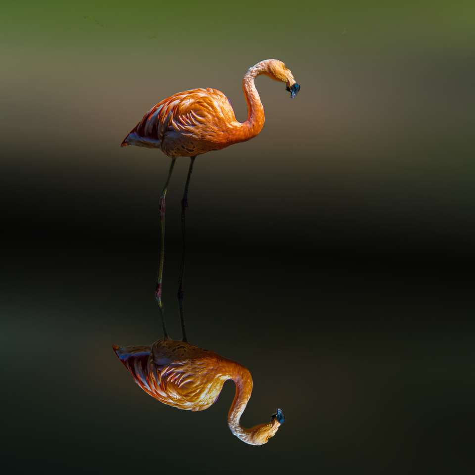 flamingó kirakós online