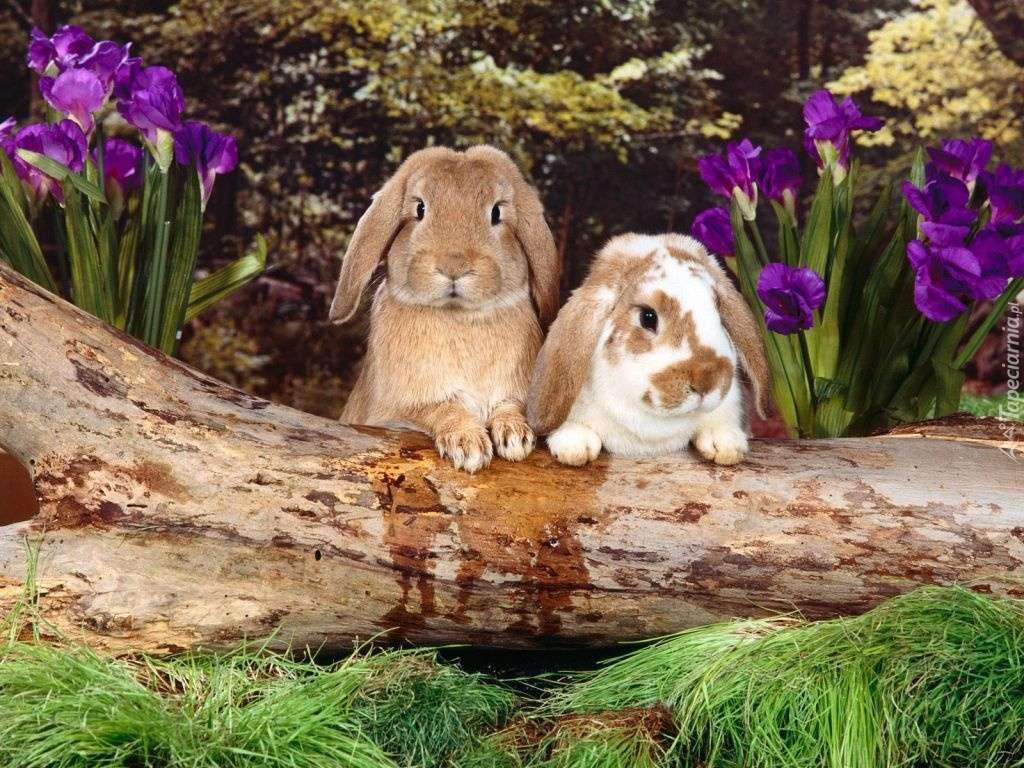 Сладки зайци. онлайн пъзел