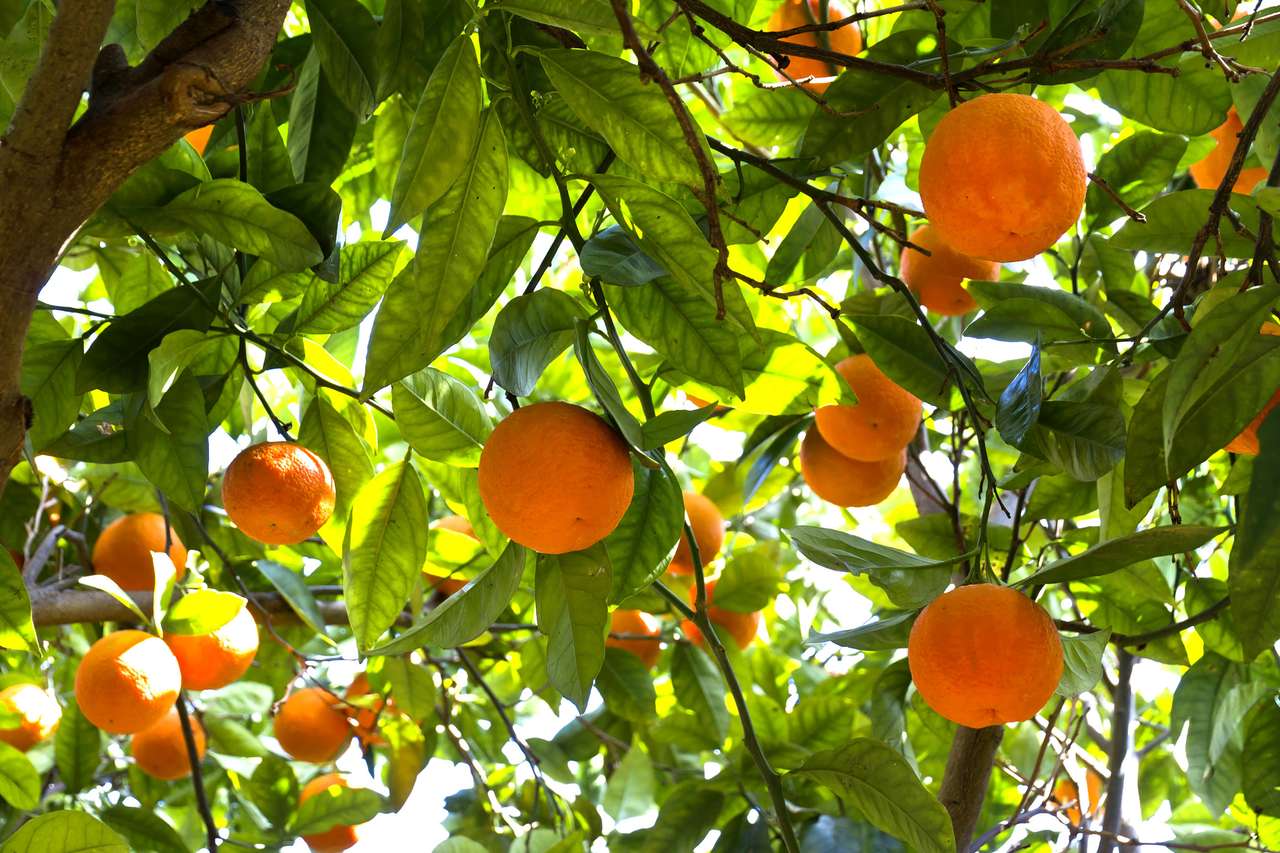 Narancssárga fák egy citrus ligetben Szicíliában kirakós online