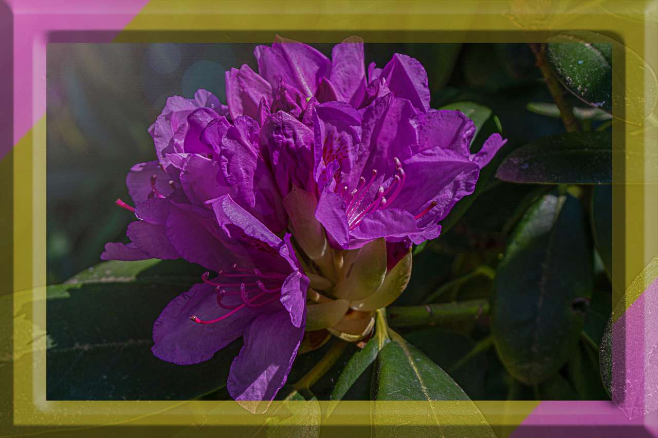 Rhododendron Puzzlespiel online
