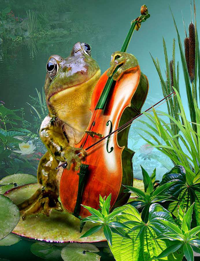 Musical żabka legpuzzel online