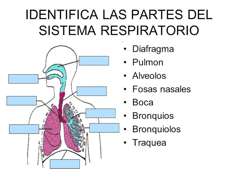 dýchací systém skládačky online