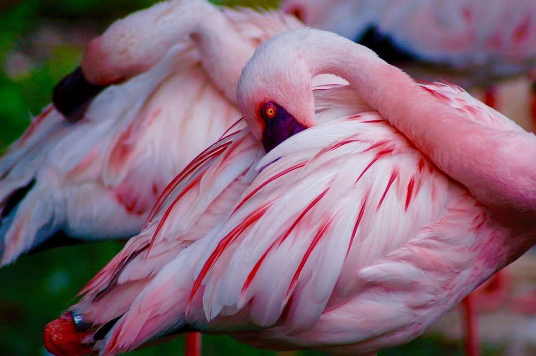 Close-upfoto van twee roze-witte vogels legpuzzel online