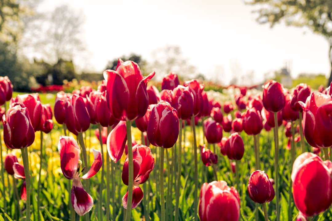 Cama de tulipas rosa durante o dia puzzle online
