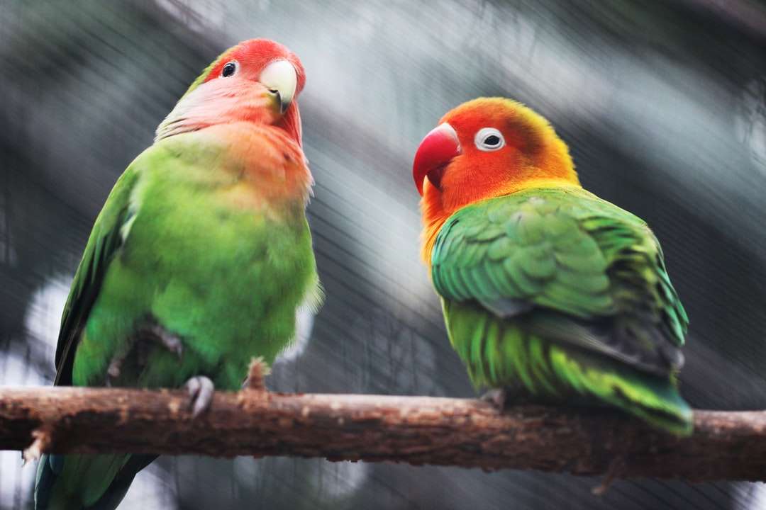 два попугая онлайн-пазл