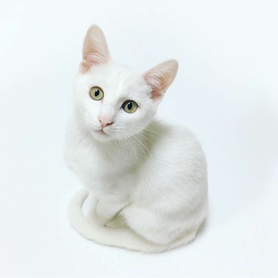 gato branco quebra-cabeças online