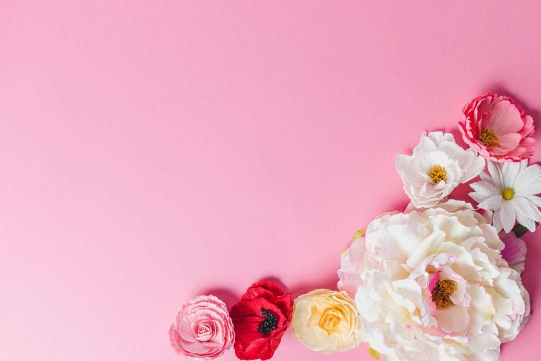 Λευκά και ροζ τριαντάφυλλα σε ροζ τοίχο online παζλ