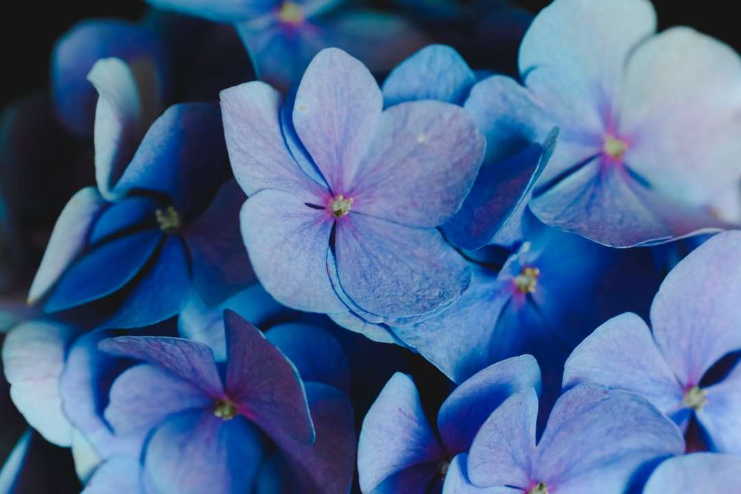 lila-petaled Blume Puzzlespiel online