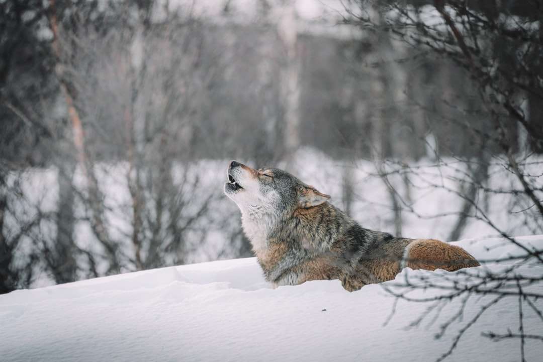 Lobo marrón y blanco en suelo cubierto de nieve rompecabezas en línea