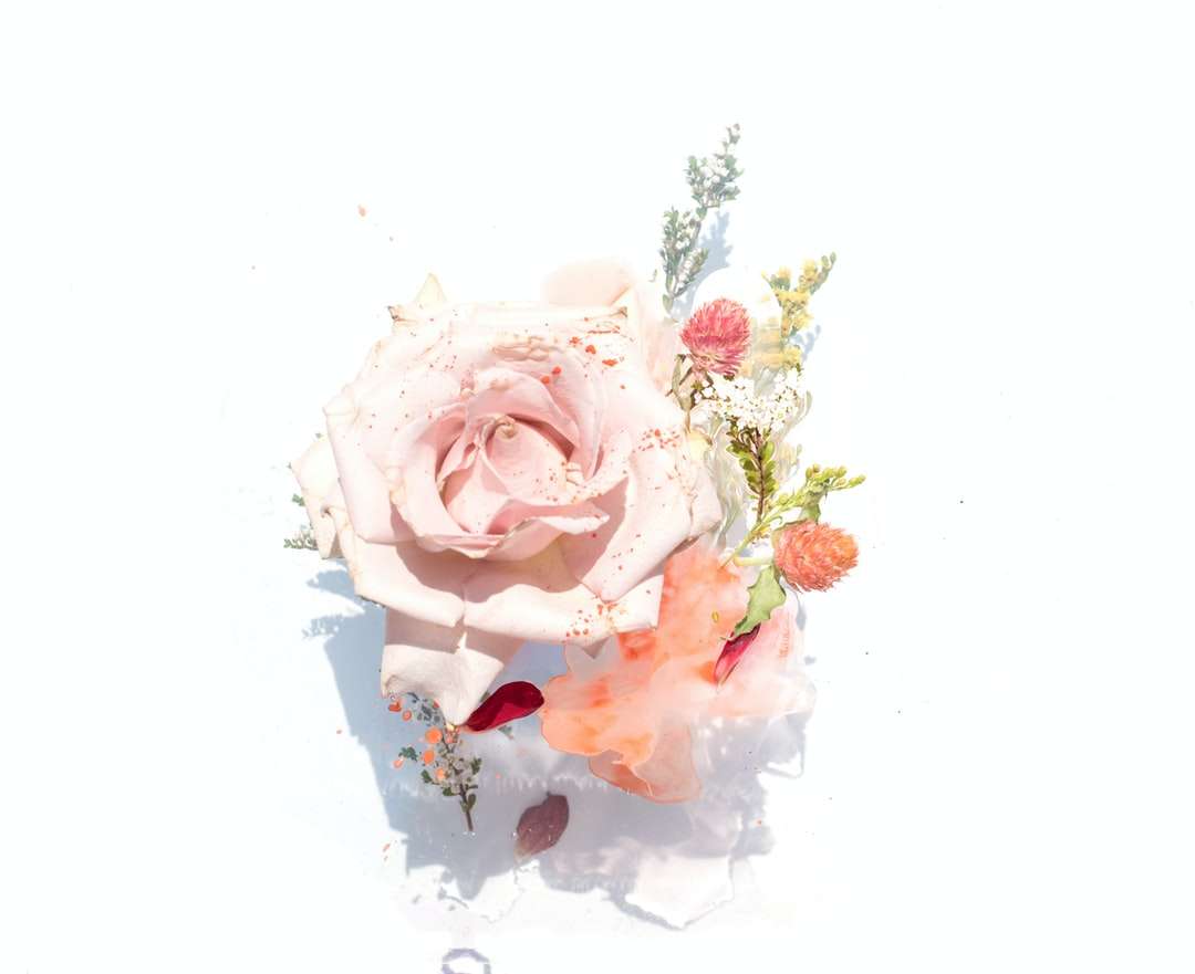 růžové růže ilustrace online puzzle