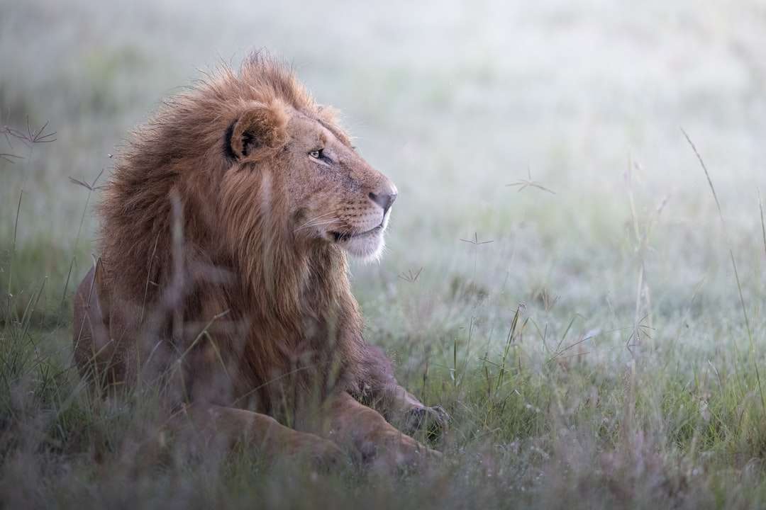 Καφέ λιοντάρι στο πράσινο γρασίδι κατά τη διάρκεια της ημέρας παζλ online