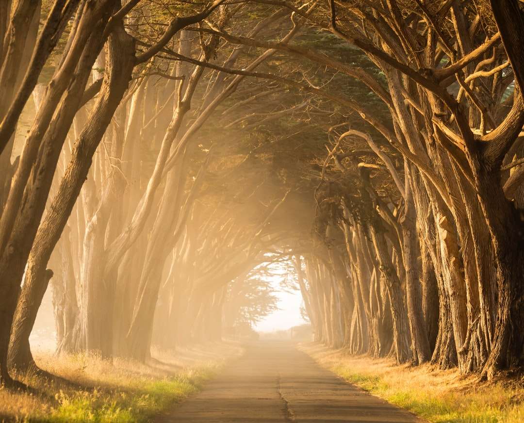 Strada vuota in mezzo di alberi alti durante l'ora dorata puzzle online