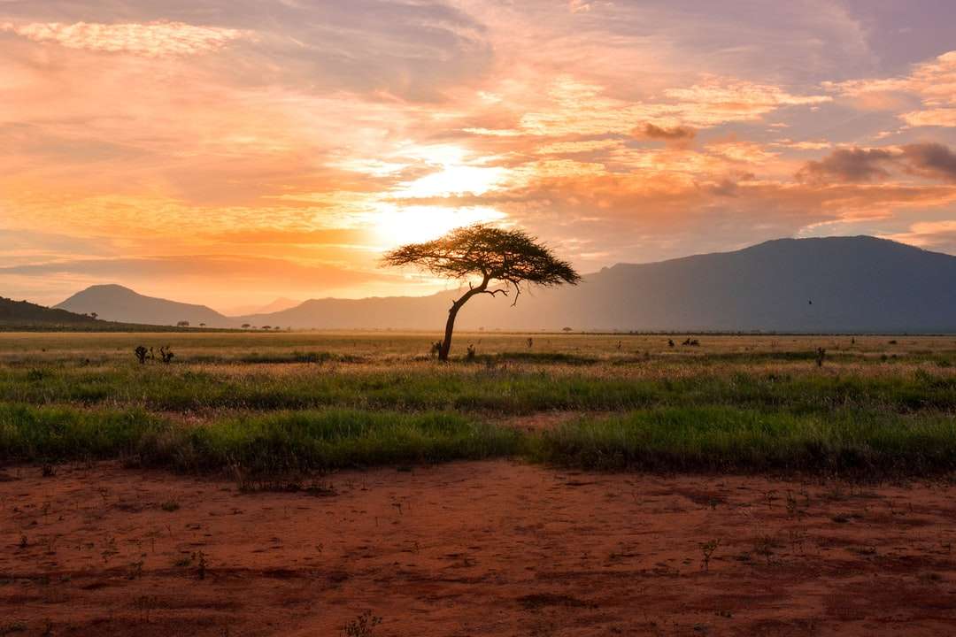 Δέντρο μεταξύ πράσινης γης κατά τη διάρκεια της χρυσής ώρας παζλ online