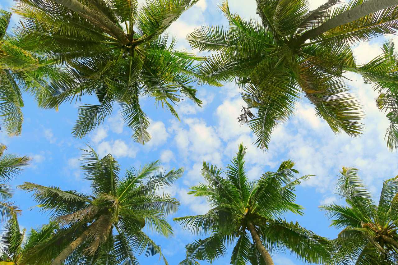 Вид снизу тропического леса пальм на фоне голубого неба онлайн-пазл