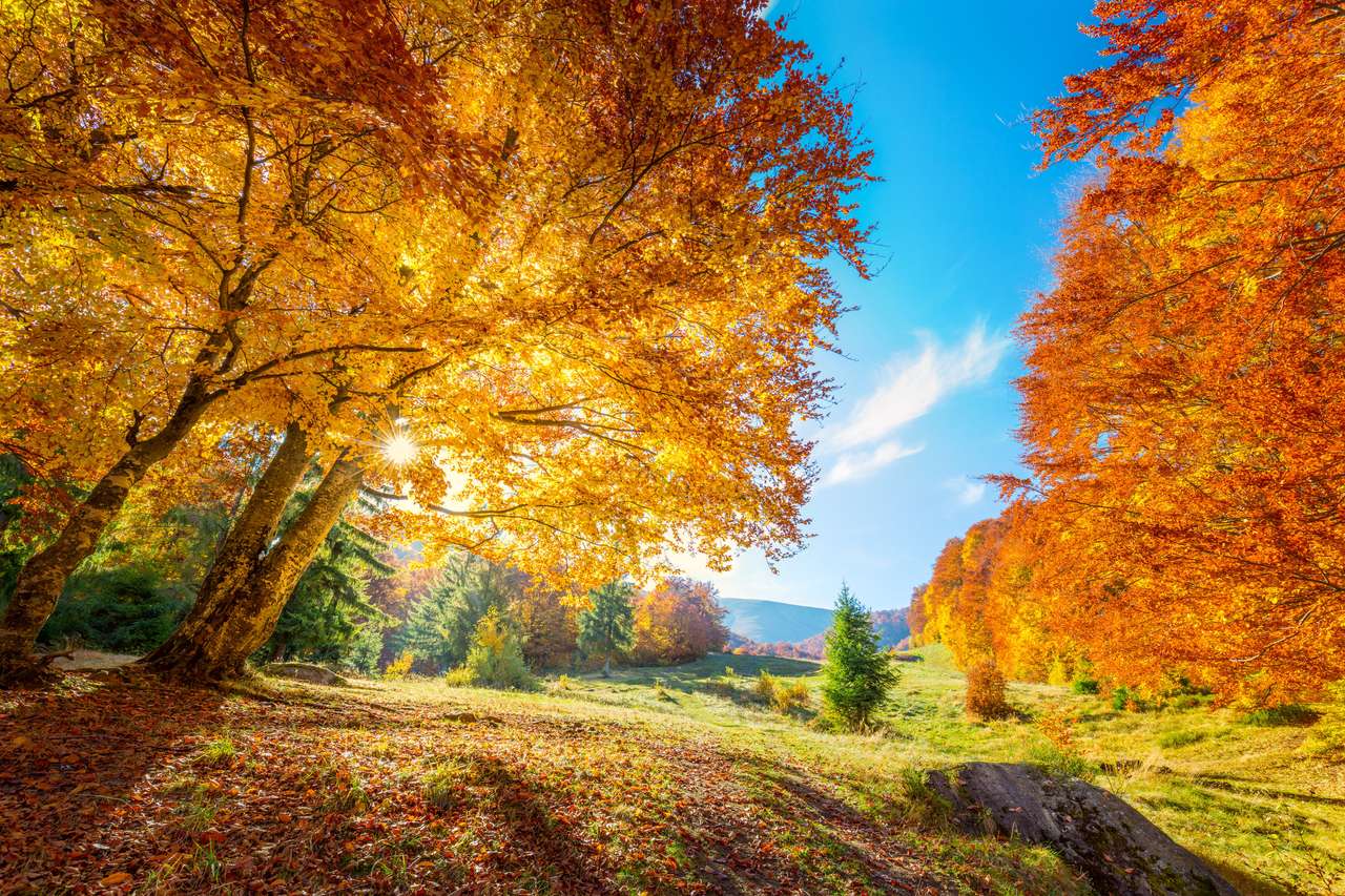 Тепла і золота осінь в лісі пазл онлайн