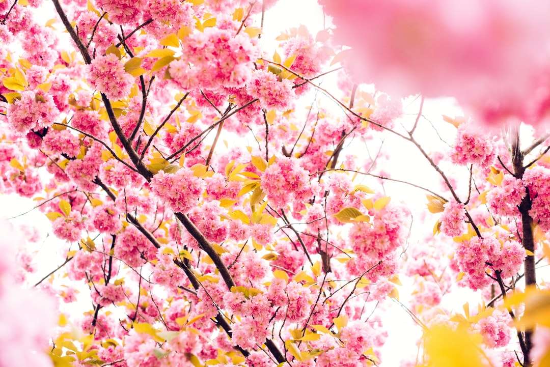 růžové petaled květiny skládačky online