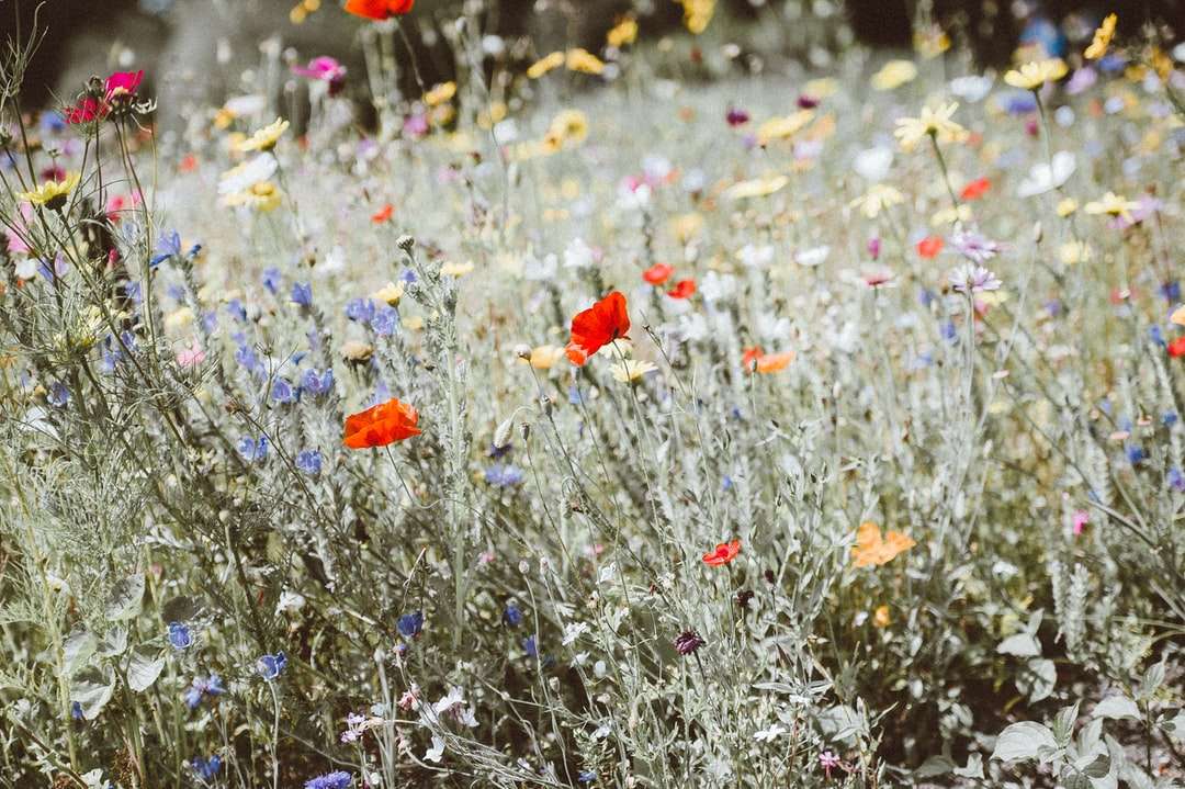 Campo di fiori a colori assortiti puzzle online