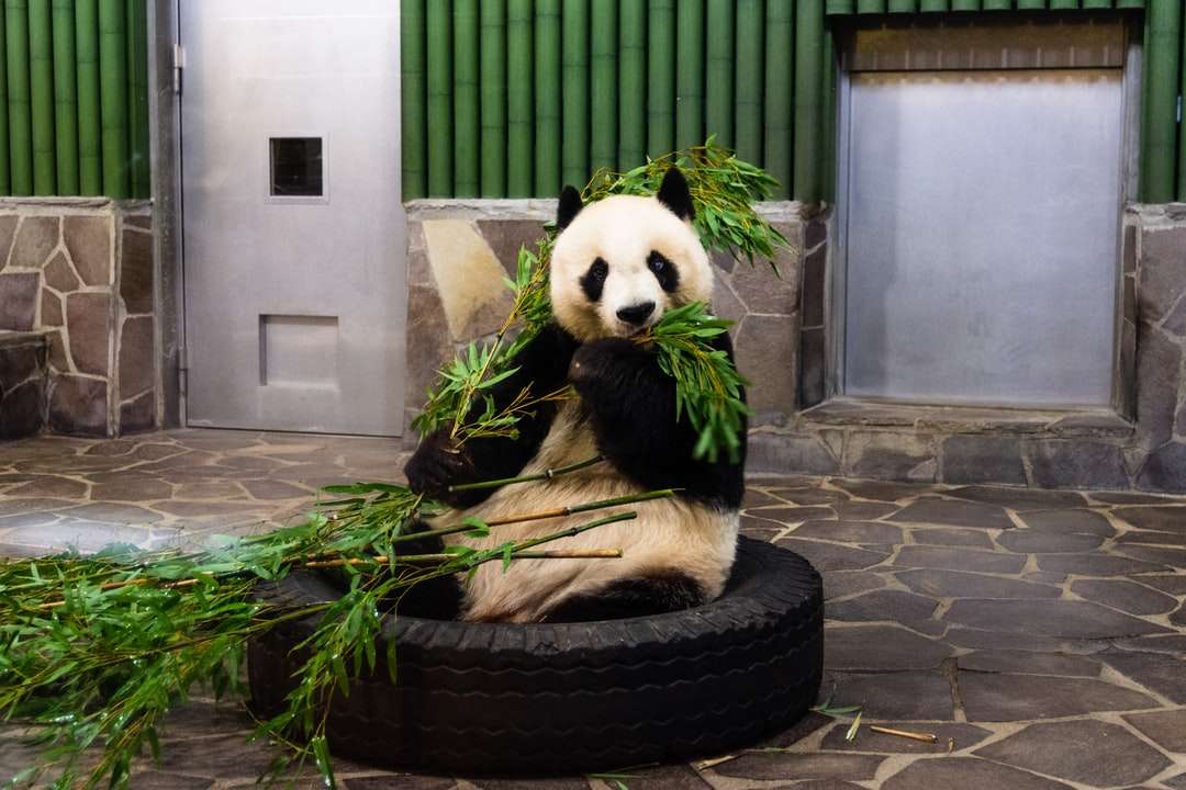 Panda мечка на черно кръгла гума онлайн пъзел