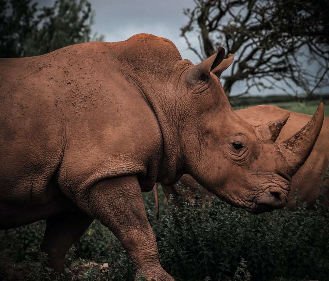 Rhinoceros maro pe câmpul de iarbă verde în timpul zilei jigsaw puzzle online