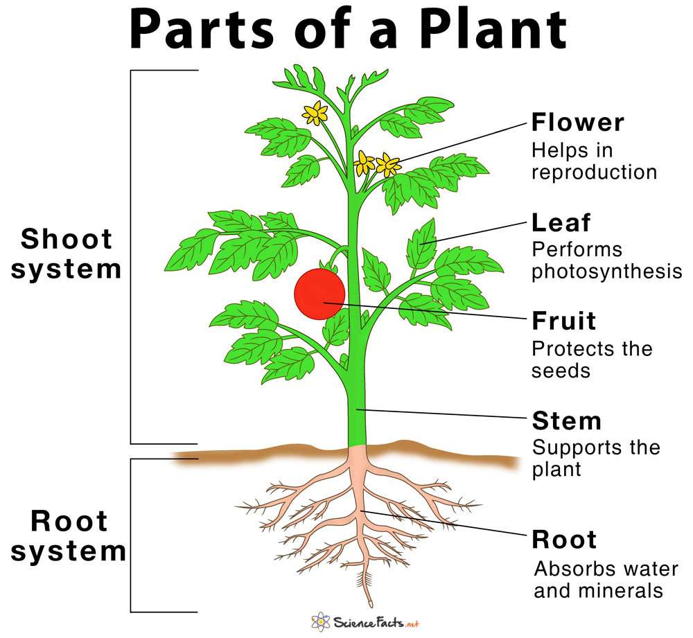 植物の主な機能 オンラインパズル
