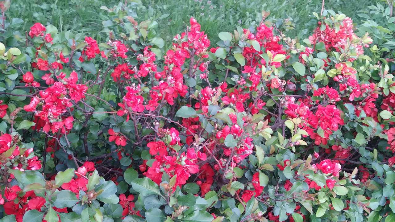 червено цвете онлайн пъзел
