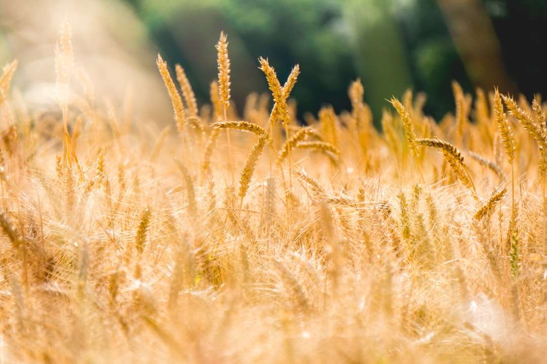 коричневое пшеничное поле пазл онлайн