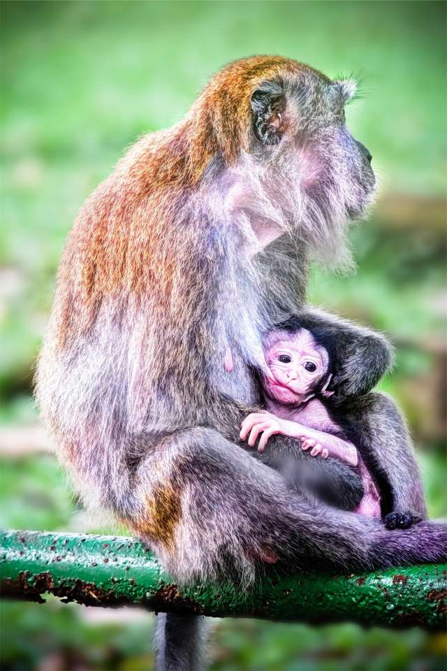 Opice s dětmi. skládačky online