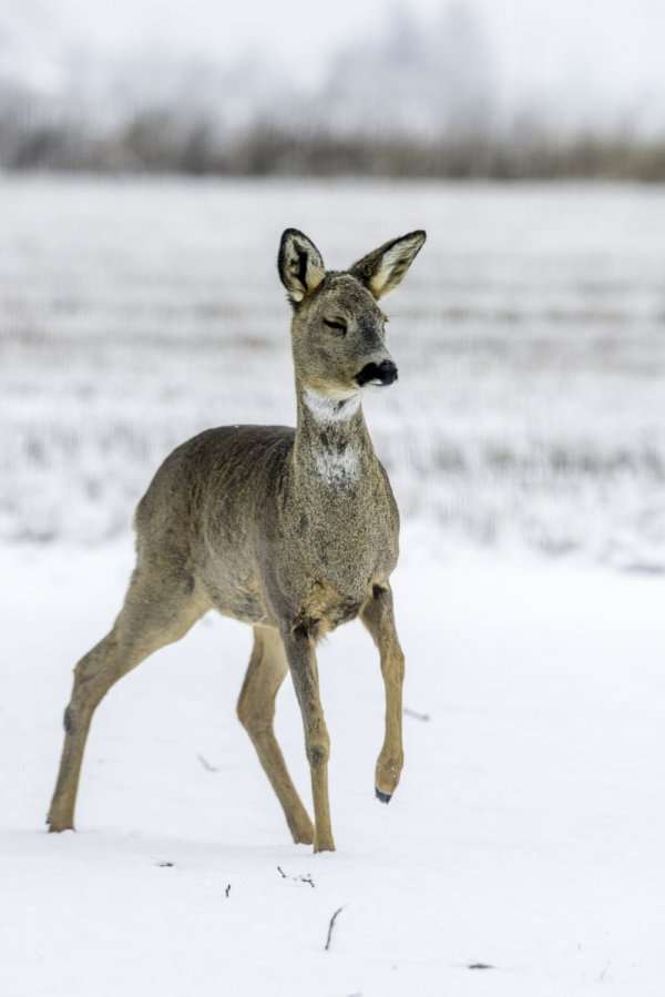 Bambi Deer. online puzzle