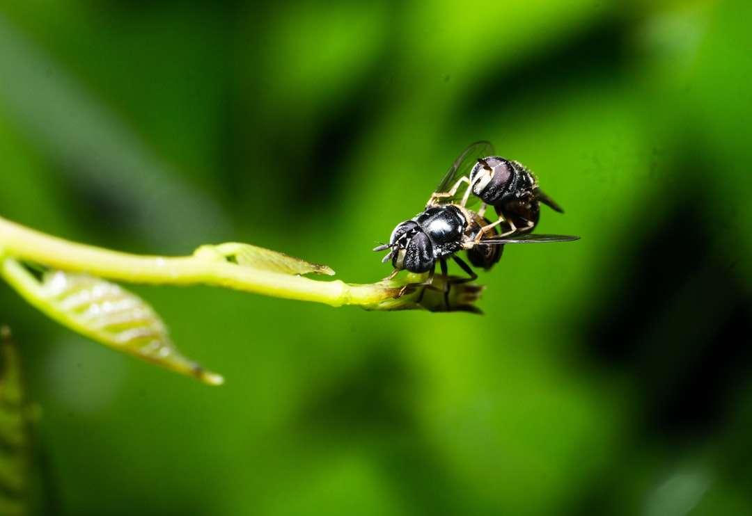 černá a bílá včela na zeleném listu skládačky online