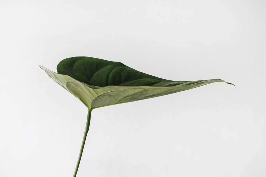 Photographie de feuilles vertes puzzle en ligne
