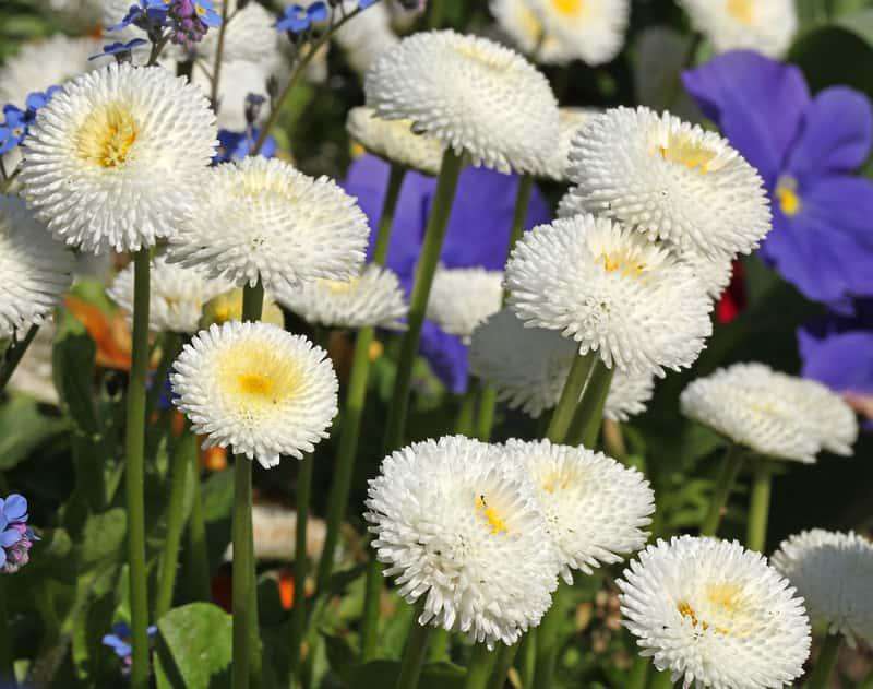 White daisies online puzzle