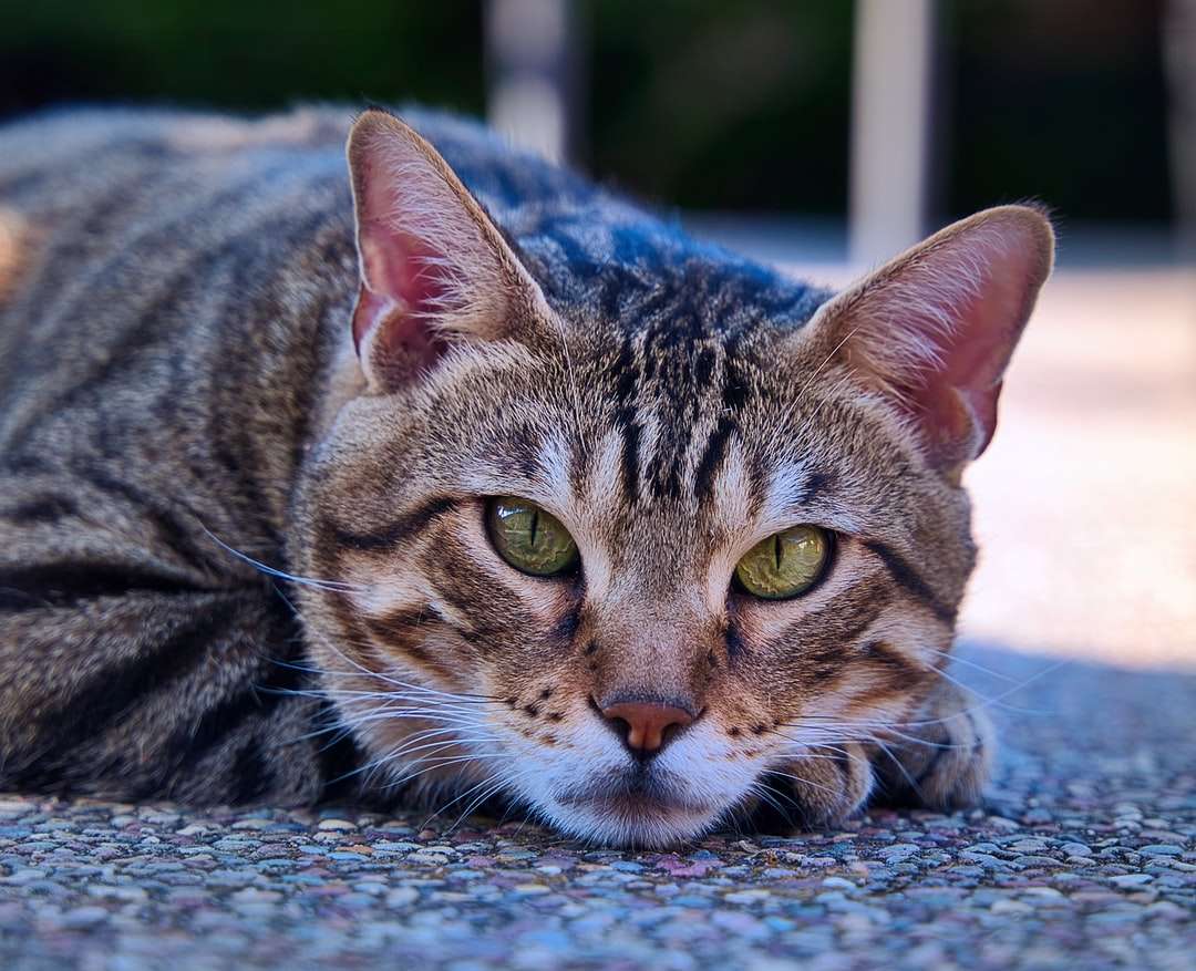 Barna tabby macska fekszik a földön online puzzle