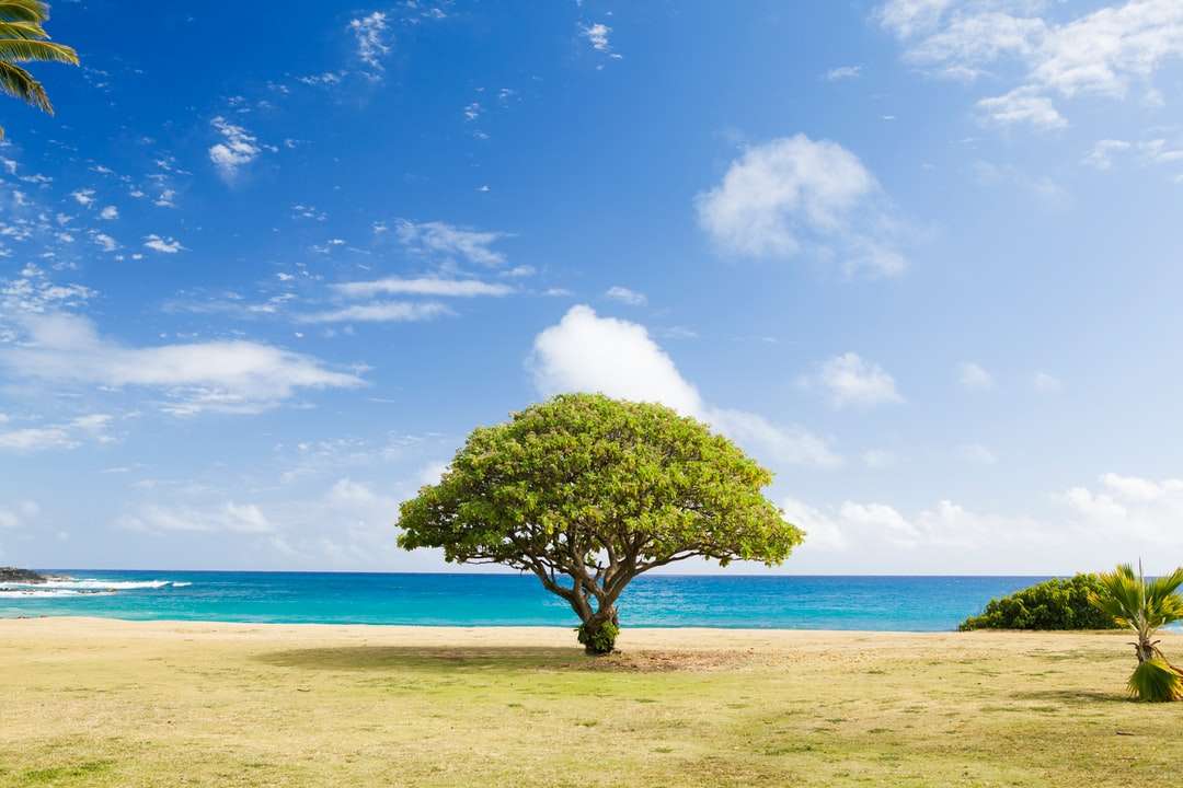 зелене листя дерево на березі онлайн пазл